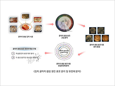 김치 위생 안전성 확보 관련 사진