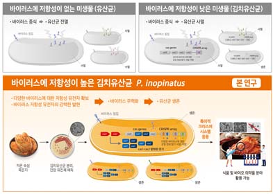 바이러스에 저항성이 없는 미생물(유산균) ·바이러스증식- /> ·유산균전멸 바이러스에 저항성이 낮은 미생물(김치유산균) 바이러스 증식 -> 유산균 사멸 바이러스에 정항성이 높은 김치유산균 P.inopinatus 본연구 ·다양한 바이러스에 대한 저항성 유전자 확보 ·바이러스 저항성 유전자의 강력한 발현 -> ·바이러스 무력화 -> ·유산균 생존 저온 숙성 묵은지 -> 김치유산균 분리, 전장유전체 해독 -> 특이적 크리스퍼시스템 응용 -> 식품 및 바이오 의약품 분야 활용 가능